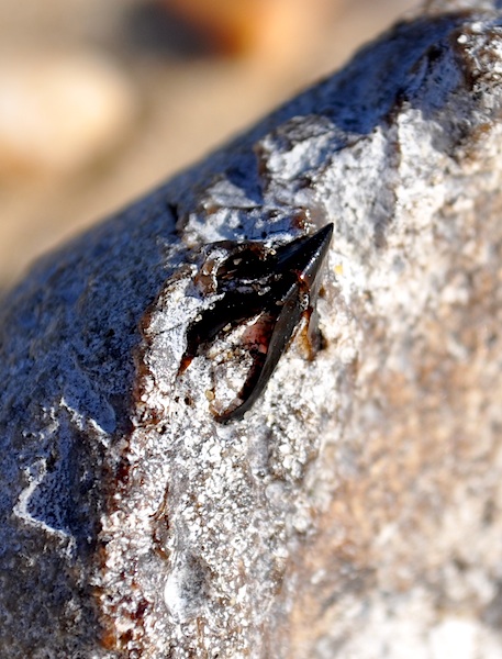 identifier l'ambre gris