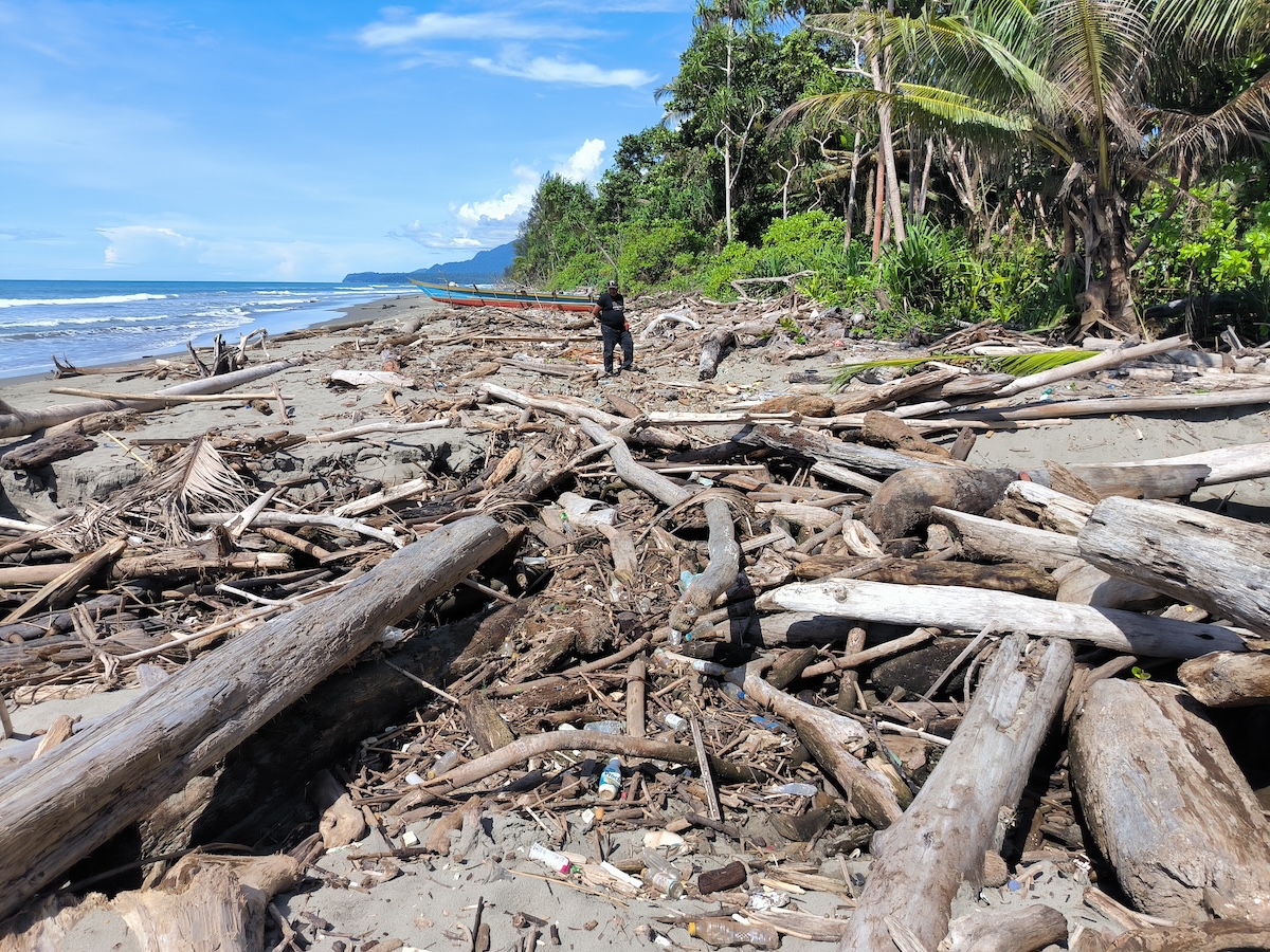 Pantai tropis kayu apung kelapa setelah badai