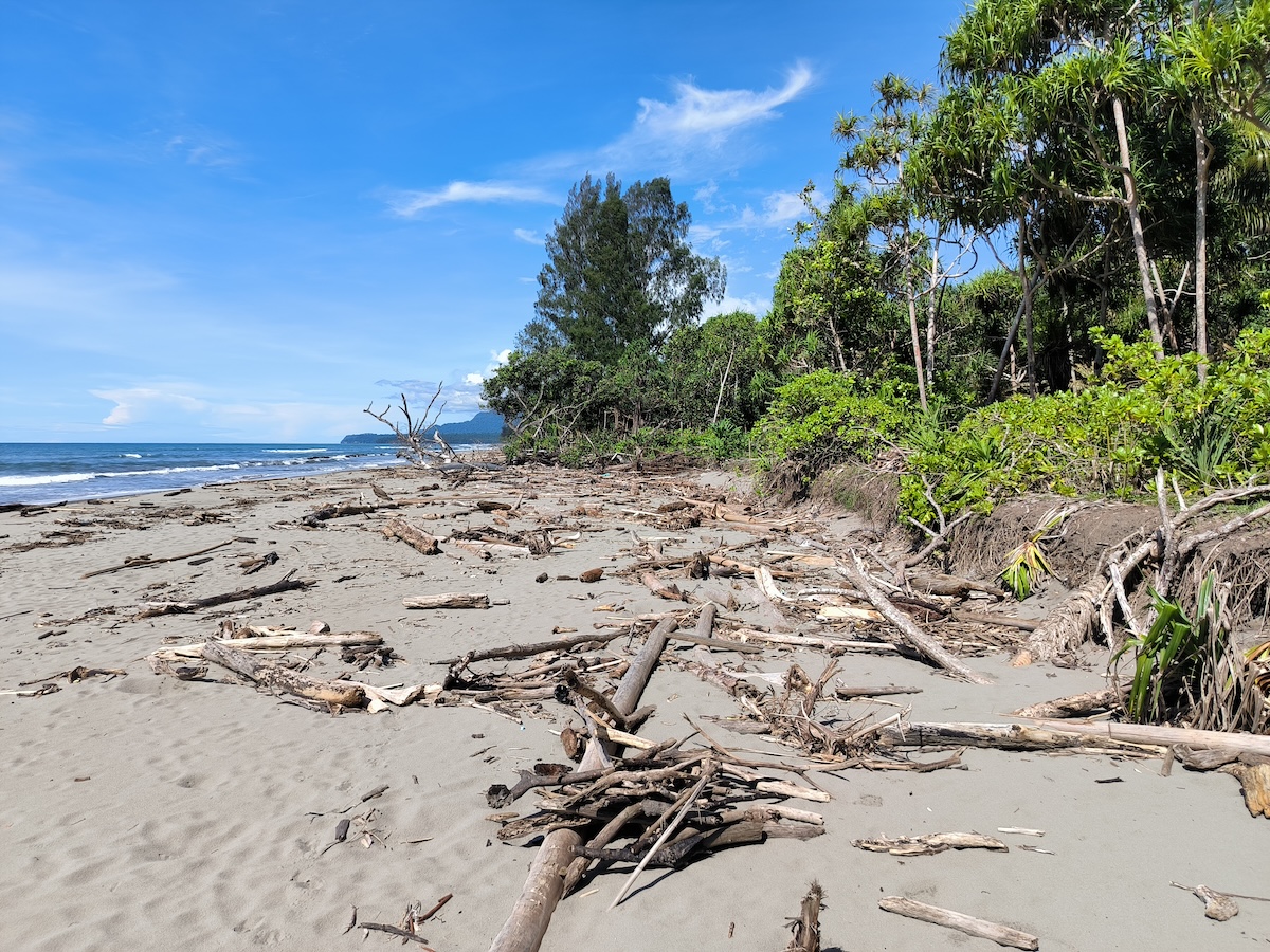 Kayu apung di pantai PNG